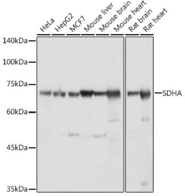 Western Blot: SDHA AntibodyAzide and BSA Free [NBP2-93922]